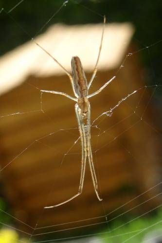 Tetragnatha sp.